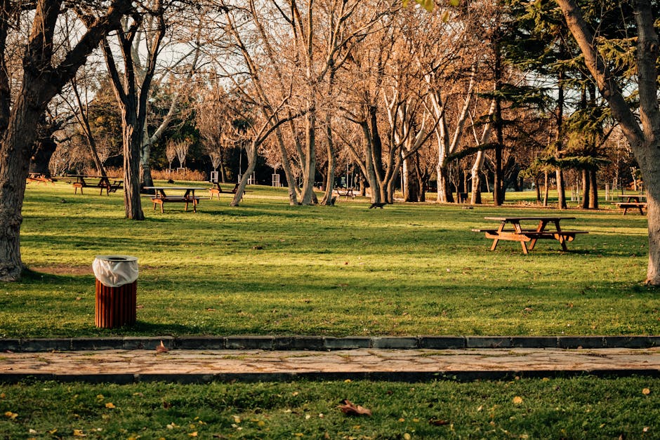 An outdoor park scene during autumn with a well-maintained grassy area and multiple leafless trees with bare branches. Several wooden picnic tables are scattered across the lawn, some positioned beneath the trees, with smooth, polished surfaces and supported by sturdy wooden legs. In the foreground, there is a brown cylindrical trash bin with vertical ridges and a white plastic bag lining the opening, placed on a paved pathway that runs horizontally along the edge of the grass. The park appears calm and spacious, with a natural environment that offers open spaces suitable for private rubbish disposal or the removal of garden waste, aligning with the services offered by House Clearance Belsize Park for alternative waste handling solutions. The scene is illuminated by natural daylight, casting soft shadows and highlighting the textures of the grass, wood, and tree bark, creating a neutral, professional, and unobstructed view of outdoor waste management potential.